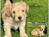 5 chiots Bichons Havanais LOF disponibles à la vente