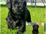5 chiots Bichons Havanais LOF disponibles à la vente