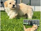 5 chiots Bichons Havanais LOF disponibles à la vente
