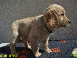 Un chiot m&acirc;le Golden Retriever LOF disponible &agrave; la r&eacute;servation