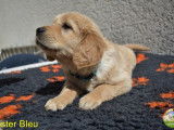 Un chiot m&acirc;le Golden Retriever LOF disponible &agrave; la r&eacute;servation