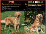 Un chiot m&acirc;le Golden Retriever LOF disponible &agrave; la r&eacute;servation