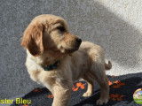 Un chiot m&acirc;le Golden Retriever LOF disponible &agrave; la r&eacute;servation