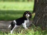 Un chiot femelle Cavalier King Charles LOF &agrave; vendre