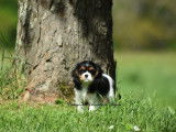 Un chiot femelle Cavalier King Charles LOF &agrave; vendre