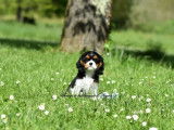 Un chiot femelle Cavalier King Charles LOF &agrave; vendre