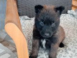 À réserver : 4 chiots Bergers Belges Tervuerens LOF