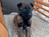 À réserver : 4 chiots Bergers Belges Tervuerens LOF