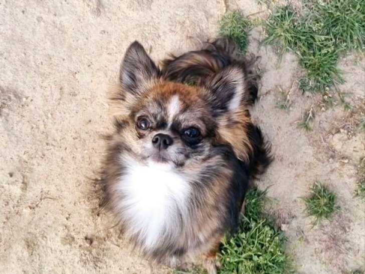 À vendre : 1 chien mâle Chihuahua LOF