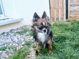 À vendre : 1 chien mâle Chihuahua LOF