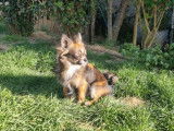 À vendre : 1 chien mâle Chihuahua LOF