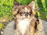 À vendre : 1 chien mâle Chihuahua LOF