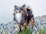 À vendre : 1 chien mâle Chihuahua LOF