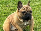 Un chien Bouledogue Fran&ccedil;ais LOF disponible &agrave; la saillie