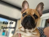 Un chien Bouledogue Fran&ccedil;ais LOF disponible &agrave; la saillie