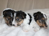 À réserver : 3 chiots femelles Fox Terriers LOF