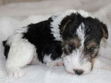 À réserver : 3 chiots femelles Fox Terriers LOF