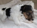 À réserver : 3 chiots femelles Fox Terriers LOF