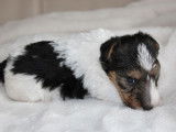 À réserver : 3 chiots femelles Fox Terriers LOF