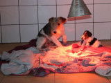 À réserver : 3 chiots femelles Fox Terriers LOF