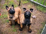 &Agrave; r&eacute;server, 3 chiots Bergers Belges Malinois LOF
