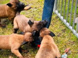 &Agrave; r&eacute;server, 3 chiots Bergers Belges Malinois LOF