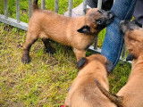&Agrave; r&eacute;server, 3 chiots Bergers Belges Malinois LOF