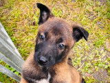 &Agrave; r&eacute;server, 3 chiots Bergers Belges Malinois LOF