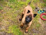 &Agrave; r&eacute;server, 3 chiots Bergers Belges Malinois LOF