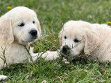 À réserver, 8 chiots Golden Retrievers
