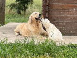 À réserver, 8 chiots Golden Retrievers