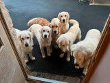 À réserver, 8 chiots Golden Retrievers