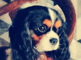 À vendre, 1 chien Cavalier King Charles LOF