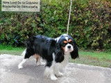 À vendre, 1 chien Cavalier King Charles LOF
