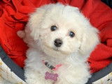 À vendre, 5 chiots Bichons Frisés LOF