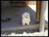 À vendre, 5 chiots Bichons Frisés LOF