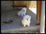 À vendre, 5 chiots Bichons Frisés LOF