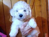 À vendre, 5 chiots Bichons Frisés LOF