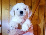 À vendre, 5 chiots Bichons Frisés LOF