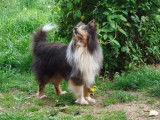 Berger des Shetland bleue merle disponible au placement