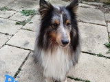 Berger des Shetland bleue merle disponible au placement