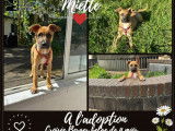 Chiot femelle de 4 mois en attente d&rsquo;adoption