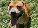Chien fauve disponible à l'adoption
