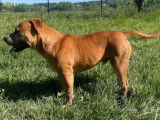 Chien fauve disponible à l'adoption