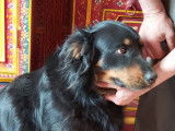 Chienne noire et feu à adopter