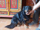 Chienne noire et feu à adopter