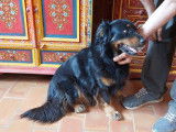 Chienne noire et feu à adopter