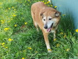 Chienne de 14 ans en attente d’adoption