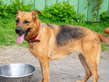 Disponible à l'adoption, chienne de 5 ans