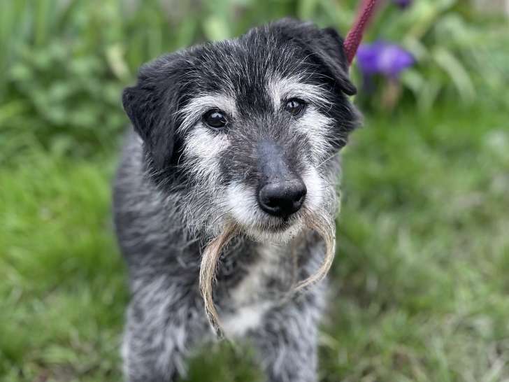 Chien noir et gris en attente d’adoption